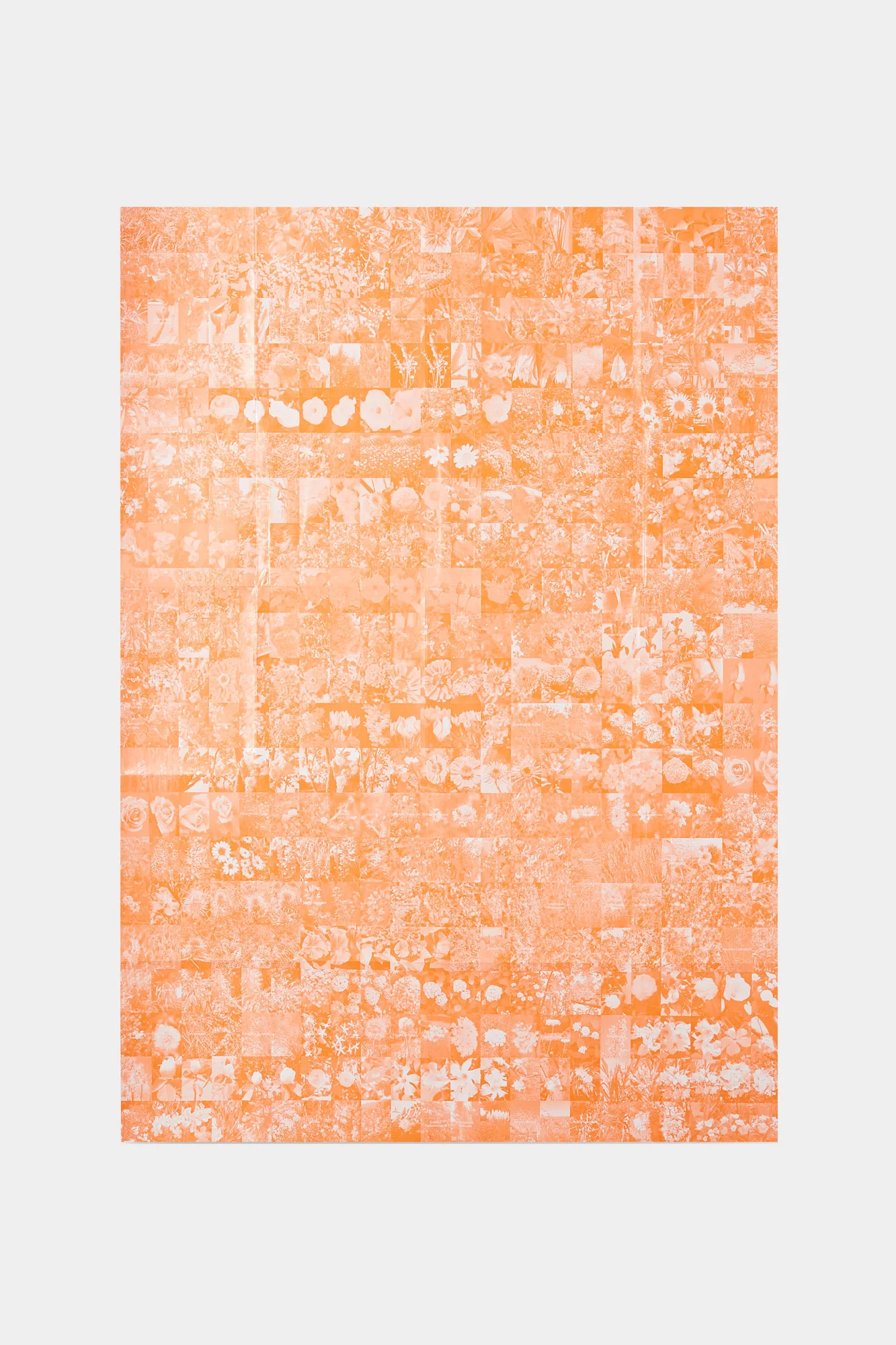 FORSYTHIA SUSPENSA - TUTTIFIORI.RAR BOOK - Image 5