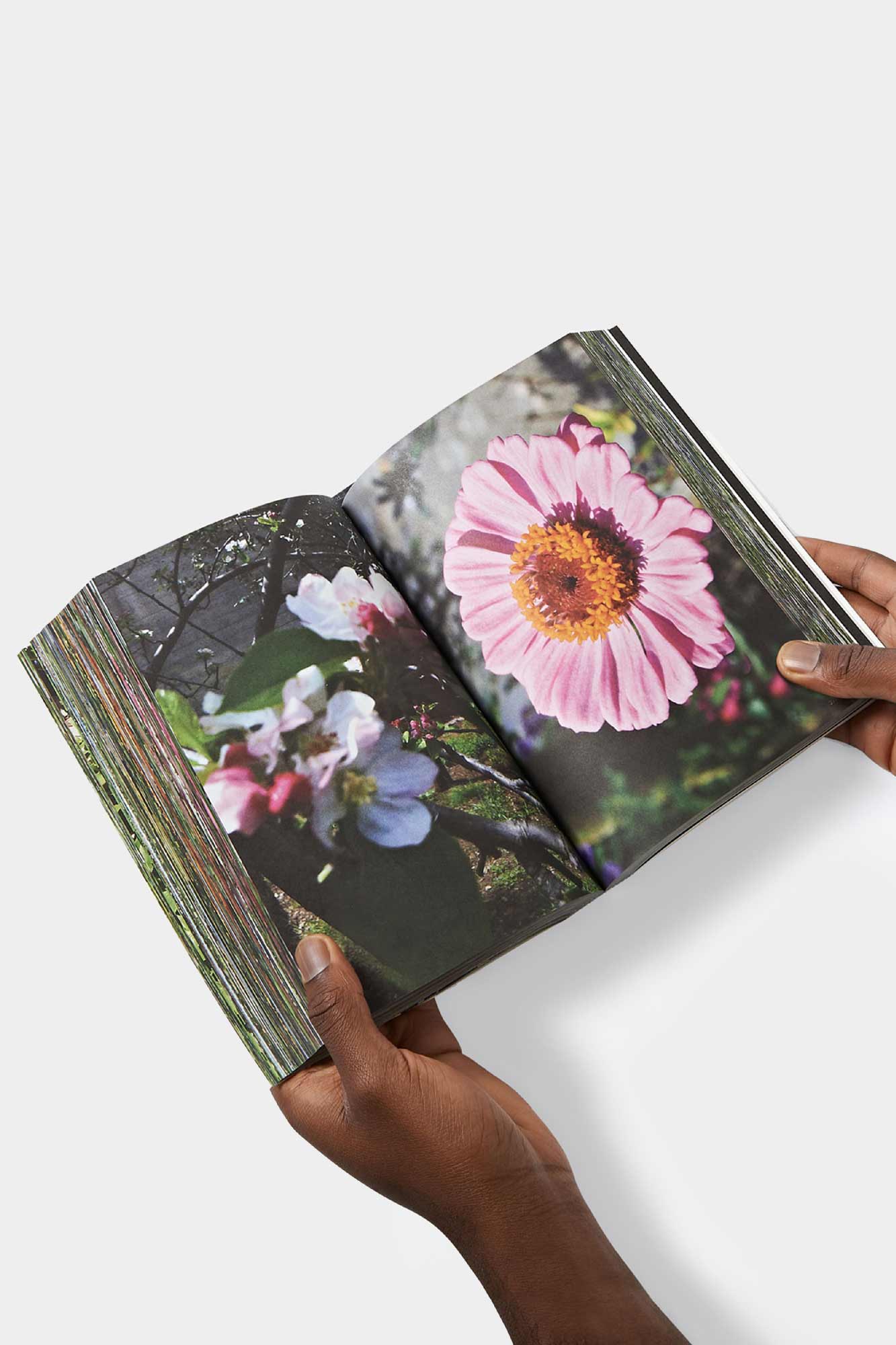 SCABIOSA CINEREA - TUTTIFIORI.RAR BOOK - Image 3